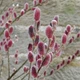 Ива тонкостолбиковая 'Mt Aso' / Salix gracilistyla 'Mt Aso' С7.5/ Ра120-140 - изображение 6