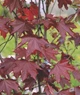 Клен остролистный Роял Ред / Acer platanoides Royal Red С45 Н220-240 - изображение 7