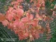Клен ложноплатановый Sunshine / Acer pseudoplatanus Sunshine С10/ Ра140-150 /Н 160-180 - изображение 6
