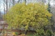 Ива лохолистная Ангустифолия / Salix elaeagnos Angustifolia С20 / Ра 90 / Н180-200 - изображение 6