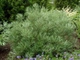 Ива лохолистная Ангустифолия / Salix elaeagnos Angustifolia С20 / Ра 90 / Н180-200 - изображение 8