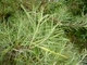 Ива лохолистная Ангустифолия / Salix elaeagnos Angustifolia С20 / Ра 90 / Н180-200 - изображение 9