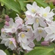 Дейція Rosea Campanulata / Deutzia Rosea Campanulata С3 60-80 - зображення 5
