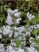 Дейція Rosea Campanulata / Deutzia Rosea Campanulata С3 60-80 - зображення 7