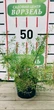 Спирея тунберга / Spiraea thunbergii С4 Н20-30 - изображение 3