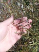 Ива/ SALIX purpurea Nana С7.5 /Н 60-80 - изображение 11