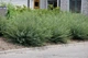 Ива/ SALIX purpurea Nana С7.5 /Н 60-80 - изображение 8