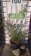 Ива/ SALIX purpurea Nana С7.5 /Н 60-80 - изображение 9