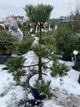 Сосна чорна Бонсай / Pinus nigra Bonsai С50/Н 135 - зображення 4