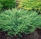 Ялівець средній Мінт Джуліп / Juniperus x pfitzeriana Mint Julep C3 /d 80-90 - зображення 6