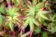 Клен пальмолистный Литтл Принцесс / Acer palmatum Little Princess С7.5 / Н60-80 - изображение 6