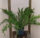 Ялівець средній Мінт Джуліп / Juniperus x pfitzeriana Mint Julep C3 /d 80-90 - зображення 8