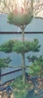 Сосна чорна Бонсай / Pinus nigra Bonsai С50/Н 135 - зображення 11