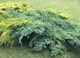 Ялівець лускатий Блю Карпет / Juniperus squamata Blue Carpet С7.5, Н 60-80 - зображення 5