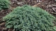 Ялівець лускатий Блю Карпет / Juniperus squamata Blue Carpet С7.5, Н 60-80 - зображення 10