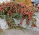 Кизильник Даммера / Cotoneaster dammeri С4/H30-40 - изображение 2