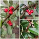 Кизильник Даммера / Cotoneaster dammeri С4/H30-40 - изображение 12