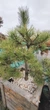 Сосна Бонсай "Sosna Czarna" / Pinus Bonsai "Sosna Czarna", С45, Н 80-90 - зображення 6
