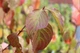 Дерен душистый Блю Клауд / Cornus amomum Blue Cloud, С3 - изображение 15