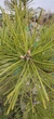 Сосна Бонсай "Sosna Czarna" / Pinus Bonsai "Sosna Czarna", С45, Н 80-90 - зображення 7