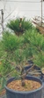 Сосна Бонсай "Sosna Czarna" / Pinus Bonsai "Sosna Czarna", С45, Н 80-90 - зображення 8