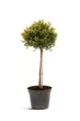 Кріптомерія японська Vilmorin Gold / Cryptomeria japonica Vilmorin Gold С15 Ра50 - зображення 1