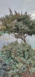 Ялівець китайський Blue Alps, Бонсай/Juniperus chinensis Blue Alps, Bonsai С200 /Н 180-200 - зображення 4