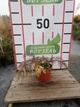 Мікробіота перехреснопарна Карнавал /Microbiota decussata 'Carnival' С2 Н10-15 - зображення 9