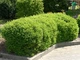 Жимолость блискуча Мейгрюн /Lonicera nitida 'Maigrün' C4 Н20-30 - зображення 5