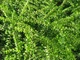 Жимолость блискуча Мейгрюн /Lonicera nitida 'Maigrün' C4 Н20-30 - зображення 9