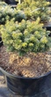 Ялиця корейська Cis / Abies koreana Cis С20 d20-25 h 20-30 - зображення 1