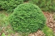Ялиця корейська Cis / Abies koreana Cis С20 d20-25 h 20-30 - зображення 8