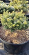 Ялиця корейська Cis / Abies koreana Cis С20 d20-25 h 20-30 - зображення 13