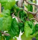 Лещина обыкновенная / Corylus avellana"Contorta" С10, Н 80-100 - изображение 4