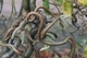 Лещина обыкновенная / Corylus avellana"Contorta" С10, Н 80-100 - изображение 2