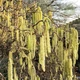 Лещина обыкновенная / Corylus avellana"Contorta" С10, Н 80-100 - изображение 5