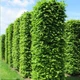 Граб звичайний / Carpinus betulus С25/С45 Н220 - зображення 1