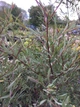 Верба пурпурова Ненсі Саундерс / Salix purpurea Nancy Saunders С15 /Н 150-180 - изображение 9