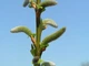 Ива тсугавидная Гинме / Salix tsugaluensis Ginme, С7.5 Ра60 - изображение 4