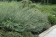 Ива пурпурная Нана / Salix purpurea Nana С12 Ра70 - изображение 7