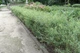 Ива пурпурная Нана / Salix purpurea Nana С12 Ра70 - изображение 10