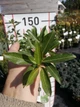 Ива тсугавидная Гинме / Salix tsugaluensis Ginme, С7.5 Ра60 - изображение 13