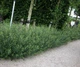 Ива пурпурная Нана / Salix purpurea Nana С12 Ра70 - изображение 12