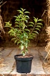 Лавровишня португальськая Angustifolia / Prunus lusitanica Angustifolia С3 Н 30-40 - изображение 2