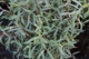 Ива пурпурная Нана / Salix purpurea Nana С12 Ра70 - изображение 14