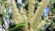 Лавровишня португальськая Angustifolia / Prunus lusitanica Angustifolia С3 Н 30-40 - изображение 4