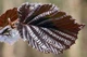 Лещина большая Пурпуреа / Corylus maxima Purpurea С60 h-200 - изображение 5