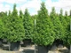 Лавровишня португальськая Angustifolia / Prunus lusitanica Angustifolia С3 Н 30-40 - изображение 5