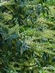 Лавровишня португальськая Angustifolia / Prunus lusitanica Angustifolia С3 Н 30-40 - изображение 6