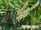 Лавровишня португальськая Angustifolia / Prunus lusitanica Angustifolia С3 Н 30-40 - изображение 8